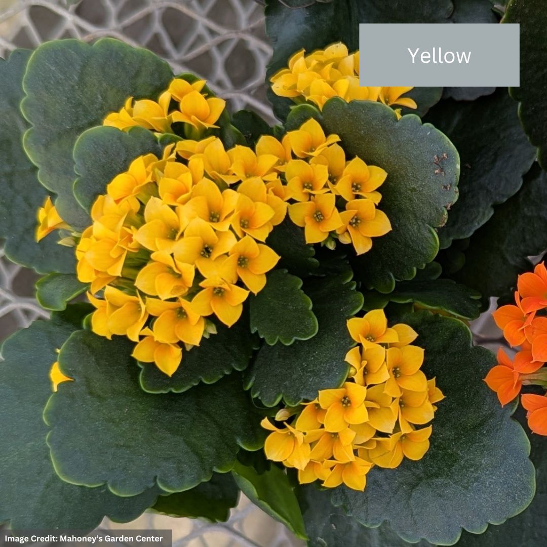 Kalanchoe – 4″ Pot